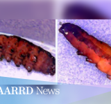 Nanobiopesticide eliminates armyworm larvae within 48 hours